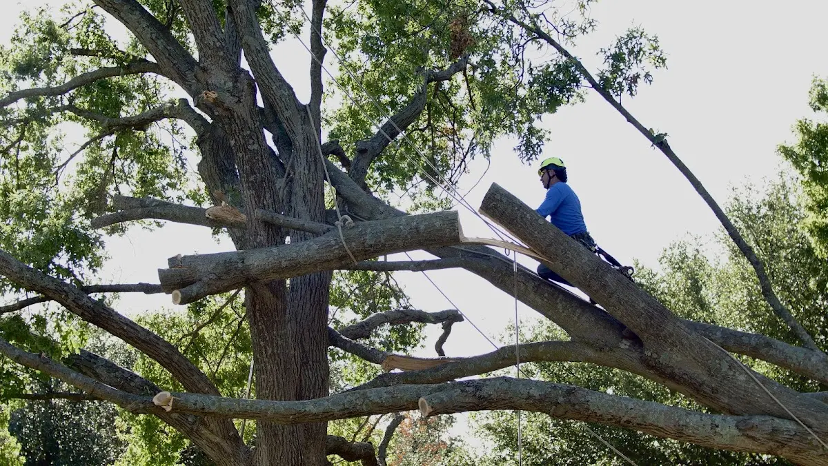 Professional Hazardous Tree Removal performed by certified arborists in Ruffin